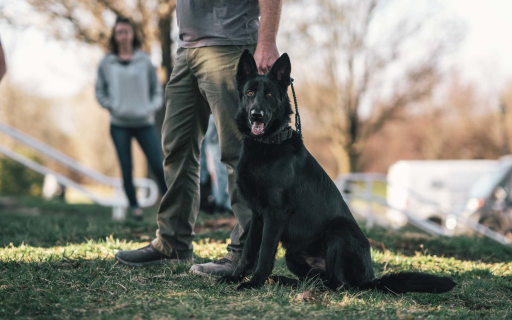 dog business marketing